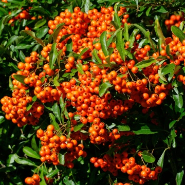 Piracanta portocalie (Pyracantha Orange Charmer), planta gard viu, vesnic verde - Img 2
