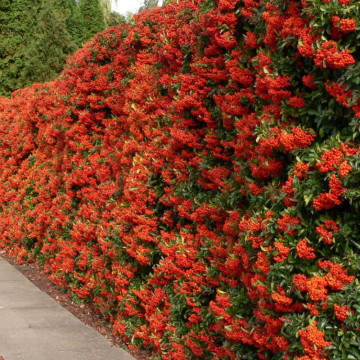 Piracanta portocalie (Pyracantha Orange Glow), planta gard viu, vesnic verde - Img 2