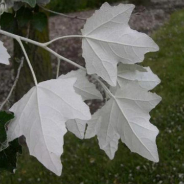 Plop alb (Populus alba), planta gard viu - Img 2