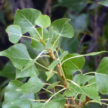 Plop canadian (Populus canadensis), arbore ornamental, perdea forestiera