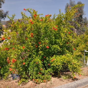 Rodie (Punica Granatum Wonderful), arbust fructifer - Img 2