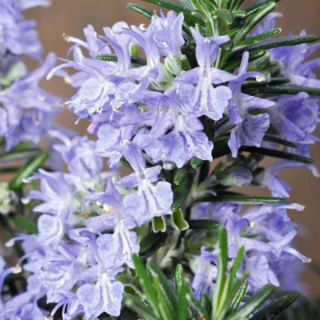 Rozmarin (Rosmarinus Blue Winter), vesnic verde, planta aromatica, frunzis albastru - Img 6