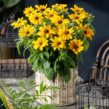 Rudbeckia pitica galbena (Rudbeckia Mini Rudy Yellow)