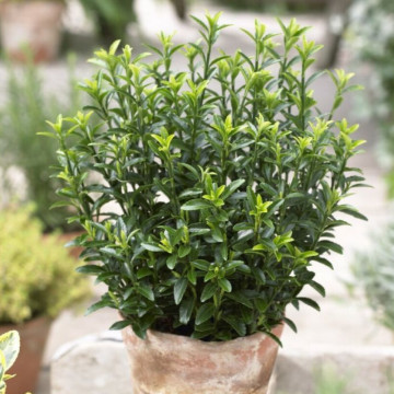 Salba cu frunze mici (Euonymus japonicus microphyllus) ghiveci 2 l - Img 1