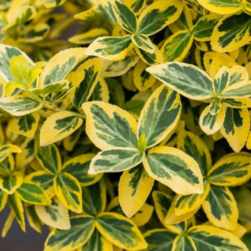 Salba galbena (Euonymus fortunei Emerald Gold), planta gard viu, vesnic verde, frunzis galben, verde
