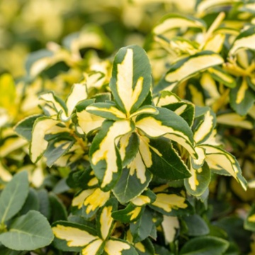 Salba galbena (Euonymus fortunei Sunspot), planta gard viu, vesnic verde, frunzis galben, verde