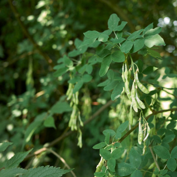 Salcam galben (Laburnum anagyroides) - Img 6