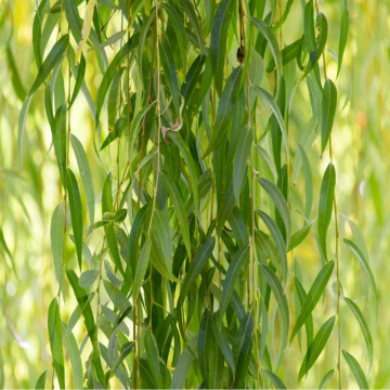 Salcie pletoasă (Salix babylonica), arbore ornamental - Img 2