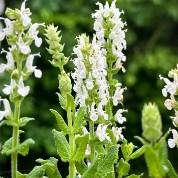 Salvia alba (Salvia nemorosa Synchro white), planta perena, planta aromatica, planta medicinala - Img 2