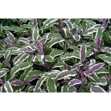 Salvia tricolor (Salvia officinalis Tricolor), vesnic verde, planta perena, planta aromatica - Img 2