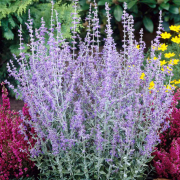 Salvie ruseasca (Perovskia atriplicifolia Blue Spire), planta perena, planta aromatica