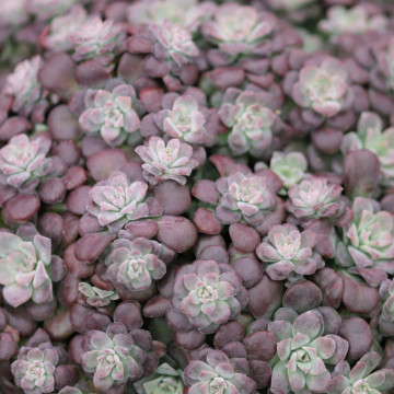 Sedum spathulifolium Purpureum, planta perena - Img 5