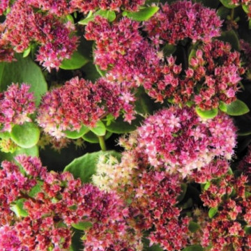 Sedum telephium Seduction Rose Charm, planta perena