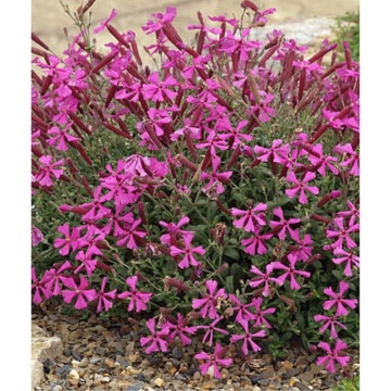 Silena (Silene schafta rose), planta acoperitoare de sol, flori roz