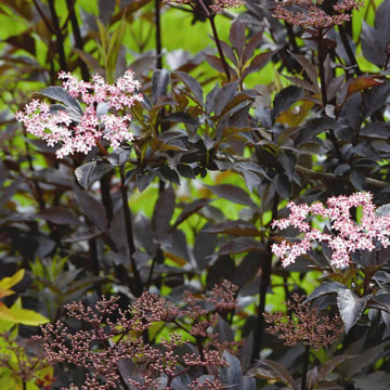 Soc cu frunze rosii (Sambucus nigra Black Beauty) ghiveci 2 l, arbust fructifer, planta melifera, planta parfumata