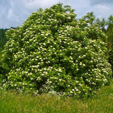 Soc (Sambucus nigra), planta gard viu, arbust fructifer, planta melifera - Img 2