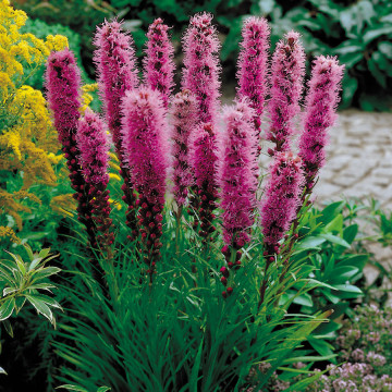 Stea stralucitoare (Liatris spicata Kobold), planta perena, flori mov