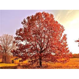 Stejar rosu (Quercus rubra) 25-40 cm, arbore ornamental, perdea forestiera