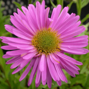 Stelute (Aster alpinus Happy End), conifer ornamental, flori roz
