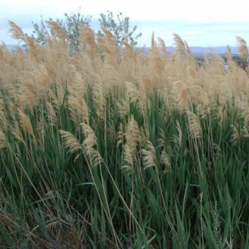 Stuf, trestie (Phragmites australis), planta perena