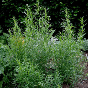 Tarhon frantuzesc (Artemisia dracunculus French Dragon), planta perena, planta aromatica, planta medicinala - Img 2