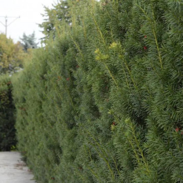 Tisa Hicksii (Taxus media Hicksii), planta gard viu, vesnic verde - Img 4