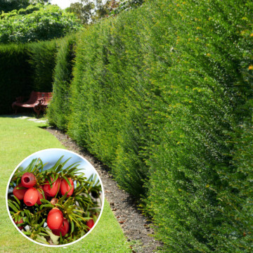 Tisa (Taxus bacata), planta gard viu, vesnic verde