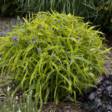 Tradescantia (a) 'Charlotte', vesnic verde, planta perena, flori mov - Img 2