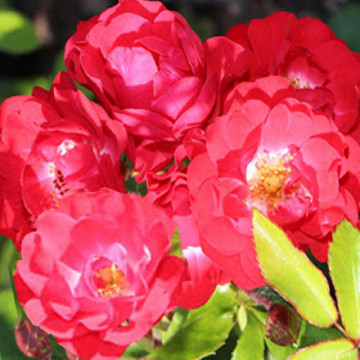 Trandafir de bordura (Rosa fairy dance Harward)