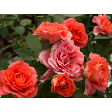 Trandafir pitic portocaliu (Rosa miniature Orange), arbust ornamental, flori portocaliu - Img 3