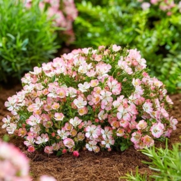 Trandafir pitic (Rosa Cutie Pie), arbust ornamental, planta parfumata, flori rosu - Img 2