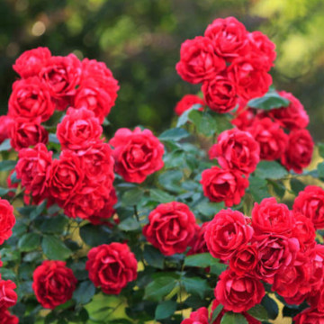 Trandafir pitic rosu (Rosa Rote the Fairy) 10 cm, arbust ornamental, planta parfumata, flori rosu - Img 3