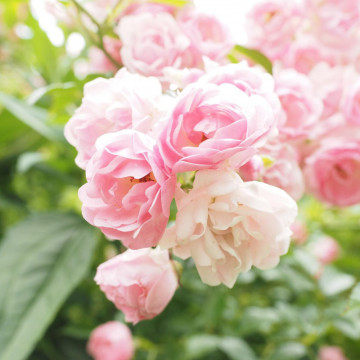 Trandafir pitic roz (Rosa miniature pink), planta ornamentala, planta parfumata, flori roz - Img 4