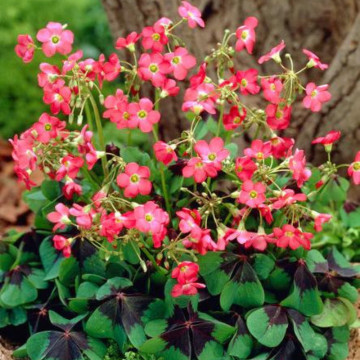 Trifoi norocos (Oxalis Iron Cross), planta perena
