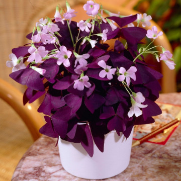 Trifoi ornamental rosu (Oxalis Triangularis) - Img 2