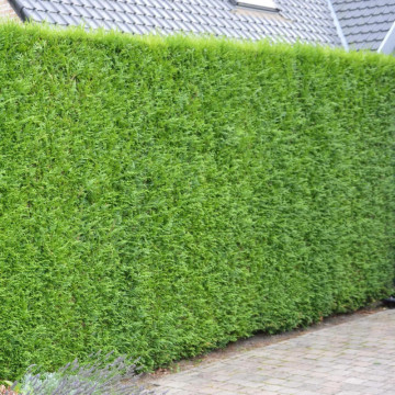 Tuia gigant (Thuja plicata Atrovirens) 40-50 cm, planta gard viu, vesnic verde