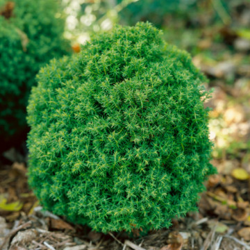 Tuia glob (Thuja occ. Teddy), vesnic verde, conifer ornamental - Img 2