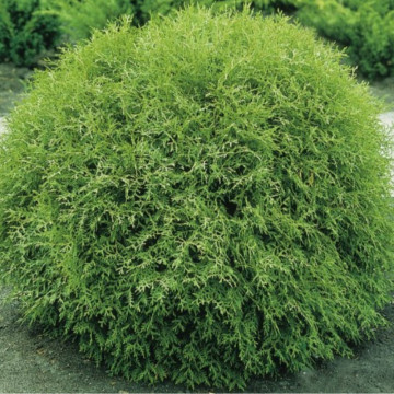 Tuia glob (Thuja occidentalis Little Giant), vesnic verde, conifer ornamental