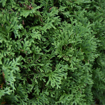 Tuia holmstrup (Thuja occ. Holmstrup) 60-80 cm, planta gard viu, vesnic verde - Img 2