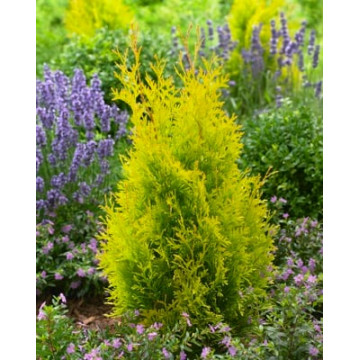 Tuia smarald galbena (Thuja occ. 'Sunny Smaragd'), planta gard viu, vesnic verde - Img 2