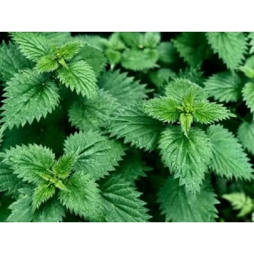 Urzica (Urtica dioica), planta aromatica, planta medicinala
