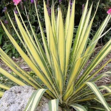Yucca Filamentosa Color Guard - Img 3
