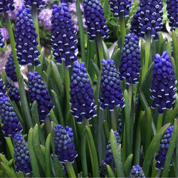 Zambile de struguri (Muscari night eyes), bulbi zambile, flori albastru