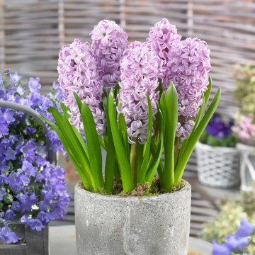 Zambile mov (Hyacinthus Splendid Cornelia), bulbi zambile, flori mov - Img 3