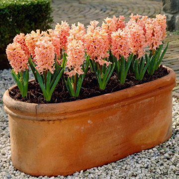Zambile portocalii (Hyacinthus Gipsy Queen), bulbi zambile, flori portocaliu - Img 3