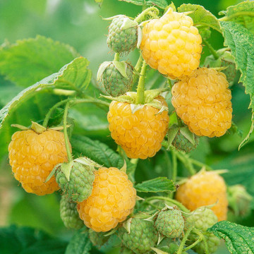 Zmeur galben (Rubus idaeus All Gold), arbust fructifer