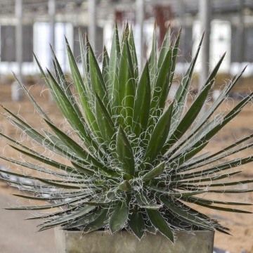 Agave (Agave Black Widow)