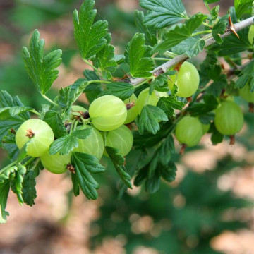 Agris verde (Ribes uva crispa hinna. Grun), arbust fructifer - Img 2