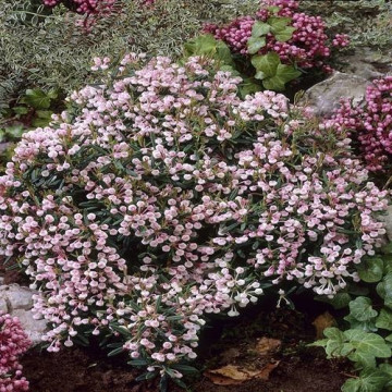 Andromeda (Andromeda polifolia 'Compacta'), vesnic verde, arbust ornamental