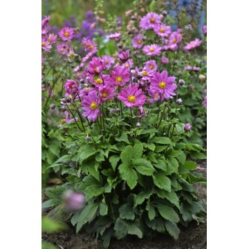Anemone hupehensis Deep Rose